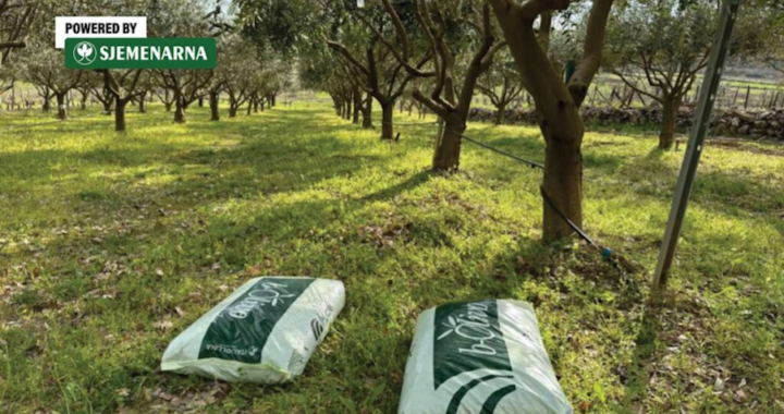 
Masline u proljeće: ne zaboravite nahraniti stabla za bolji urod