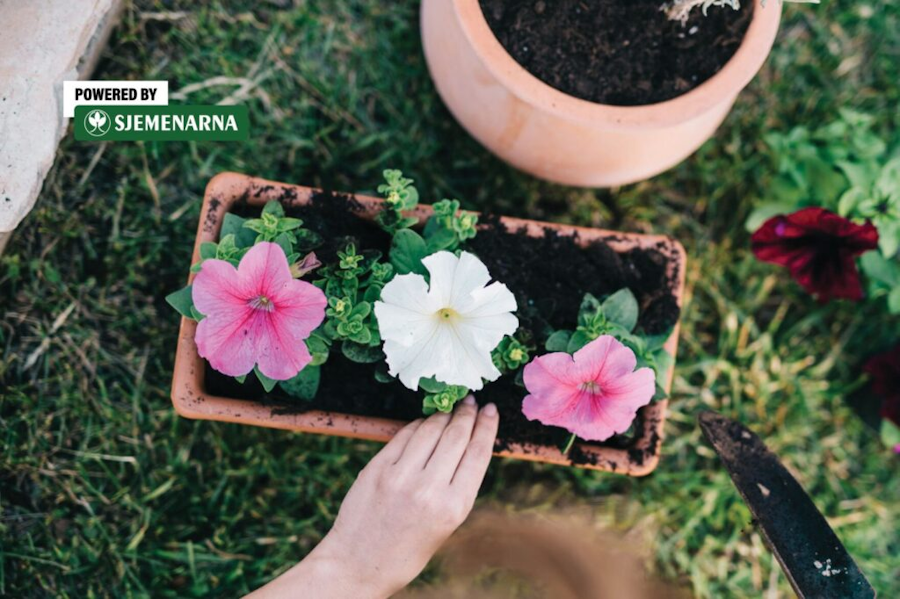 Posuda nije samo ukras, važna je za pravilan rast biljaka
