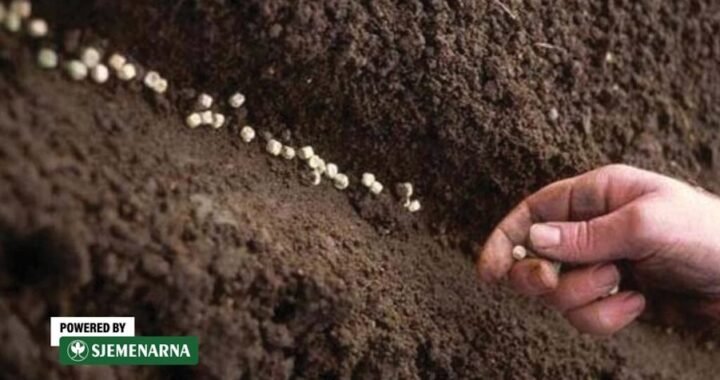 
Grašak već ide u zemlju: što se još ovih dana sije u Hercegovini