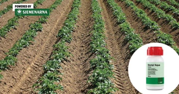 
Korov brzo preuzima krumpir, reagirajte na vrijeme