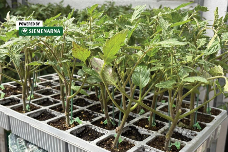 Manje bolesti, veći urod: kalemljene presadnice čine razliku