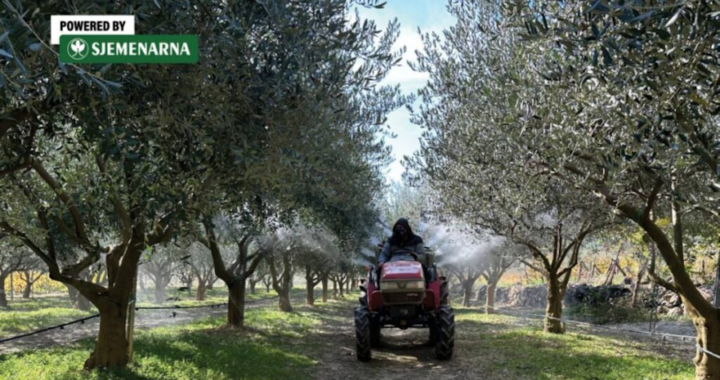 
Nakon rezidbe masline su najosjetljivije, zaštite ih na vrijeme