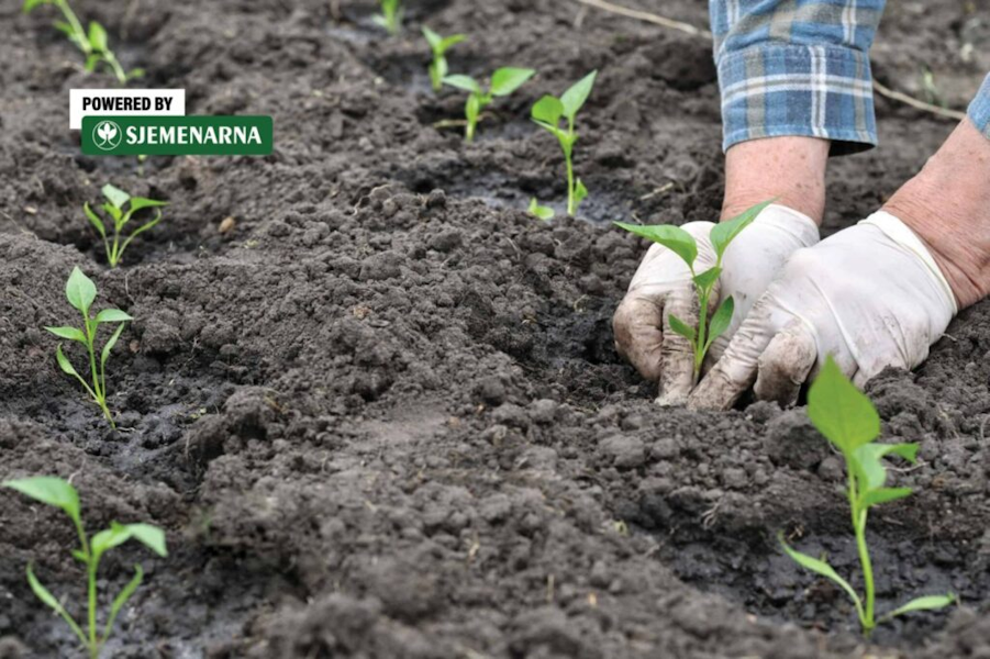 Rani urod povrća počinje u plasteniku i s provjerenim presadnicama