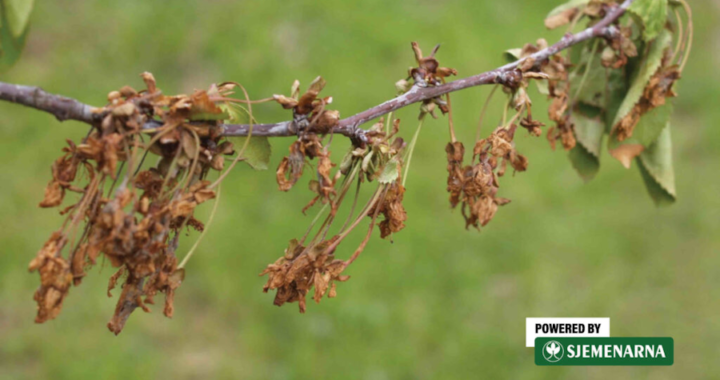 
Voćke u cvatnji, a cvjetovi i grančice se suše – savjet kako zaštititi koštičave voćke
