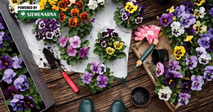 
Proljeće koje se vidi u svakom cvijetu: od maćuhica do begonija