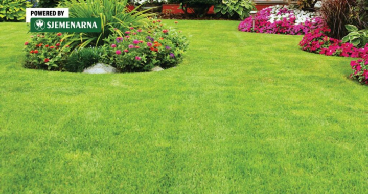 
Sjetva travnjaka u proljeće: kako do urednog i zelenog dvorišta
