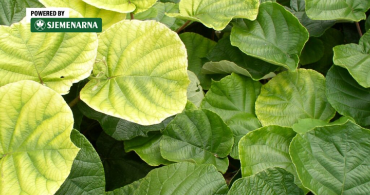 
Zašto lišće žuti i kako vratiti zdravu zelenu boju