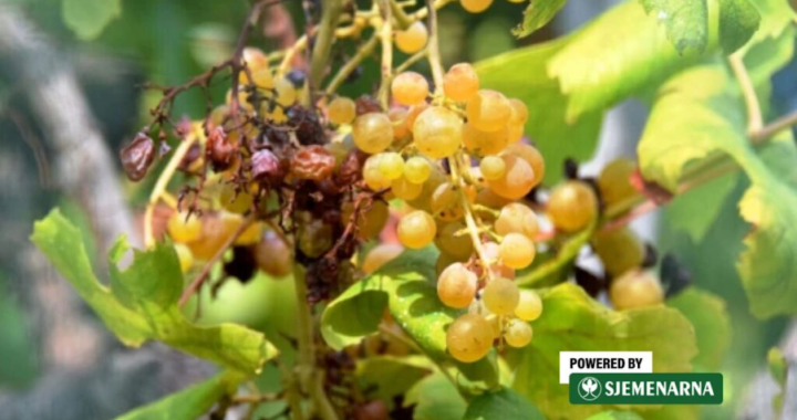 
Zaštita vinove loze od sunčanih ožegotina: Kako kaolin spašava berbu?