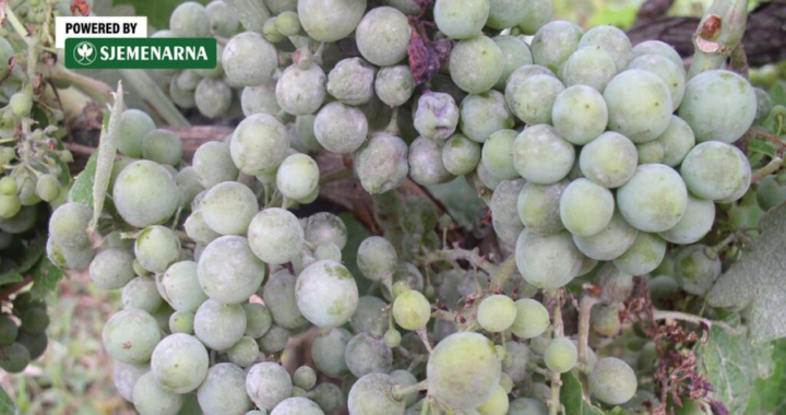 
Postoji li veći problem od plamenjače? Iskusni vinogradari dobro poznaju odgovor