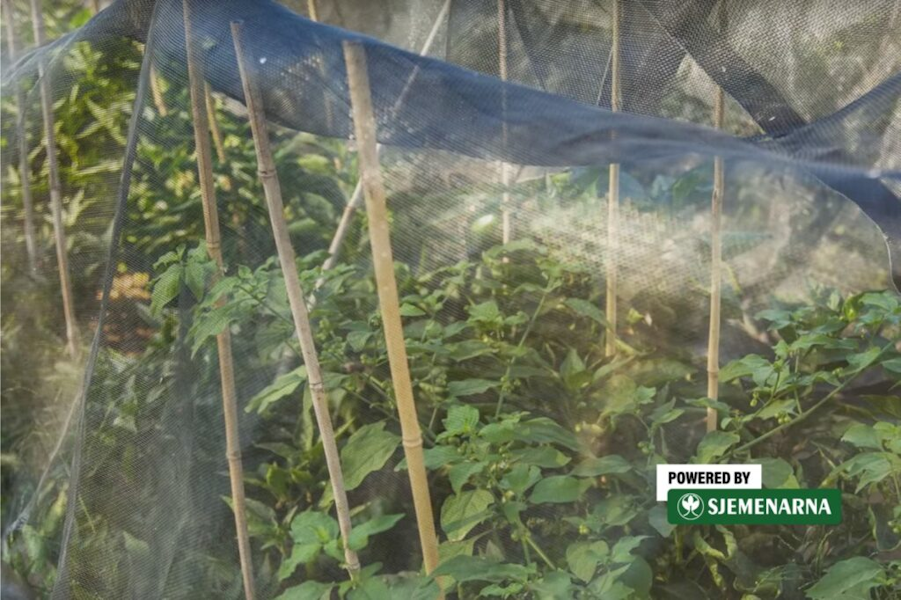 Meteorolozi najavljuju toplinski val: Kako pomoći povrtnjacima protiv ekstremnih temperatura?