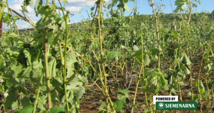 
Što i kako nakon tuče u vinogradu?