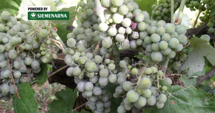 
Oprez: Pepelnica prisutna u hercegovačkim vinogradima