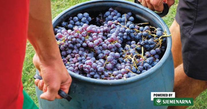 Da vina ne ostanu slatka, važno je koristiti kvasce